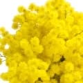 Mimosa