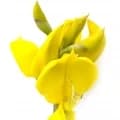 Broom